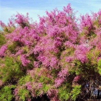 Sazarotais tamarikss 'Rubra'/Tamarix ramosissima/ -C2 Kont.