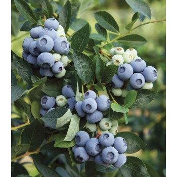 Krūmmellene ,,Denise Blue,, /Vaccinium corymbosum/ - C2,5 kont.