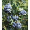 Krūmmellene ,,Denise Blue,, /Vaccinium corymbosum/ - C2,5 kont.