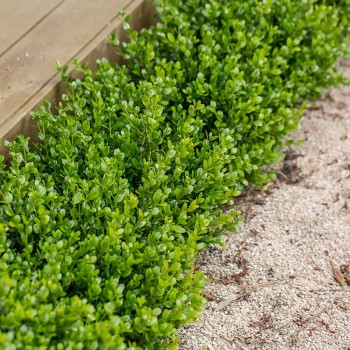 Mūžzaļais buksis "Faulkner" /Buxus microphylla/ - C3 kont.