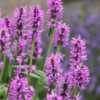 Sārmene, vilnainā 'Hummelo' /Stachys monieri/ - C3 kont.
