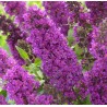 Budleja Dāvida ,,Tutti Fruitti,, /Buddleja davidii/- C3 kont.