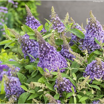 Budleja Dāvida ,,Butterfly Lila Candy Little Lila,, /Buddleja davidii/- C3 kont.