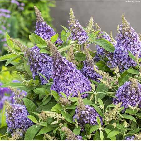 Budleja Dāvida ,,Butterfly Lila Candy Little Lila,, /Buddleja davidii/- C3 kont.