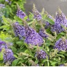 Budleja Dāvida ,,Butterfly Lila Candy Little Lila,, /Buddleja davidii/- C3 kont.