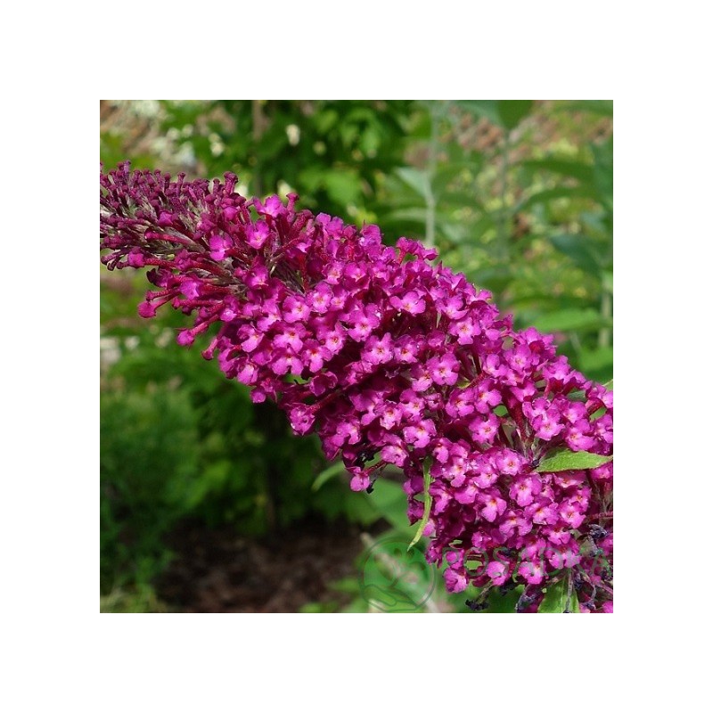 Budleja Dāvida ,,Sugar Plum,, /Buddleja davidii/- C3 kont.