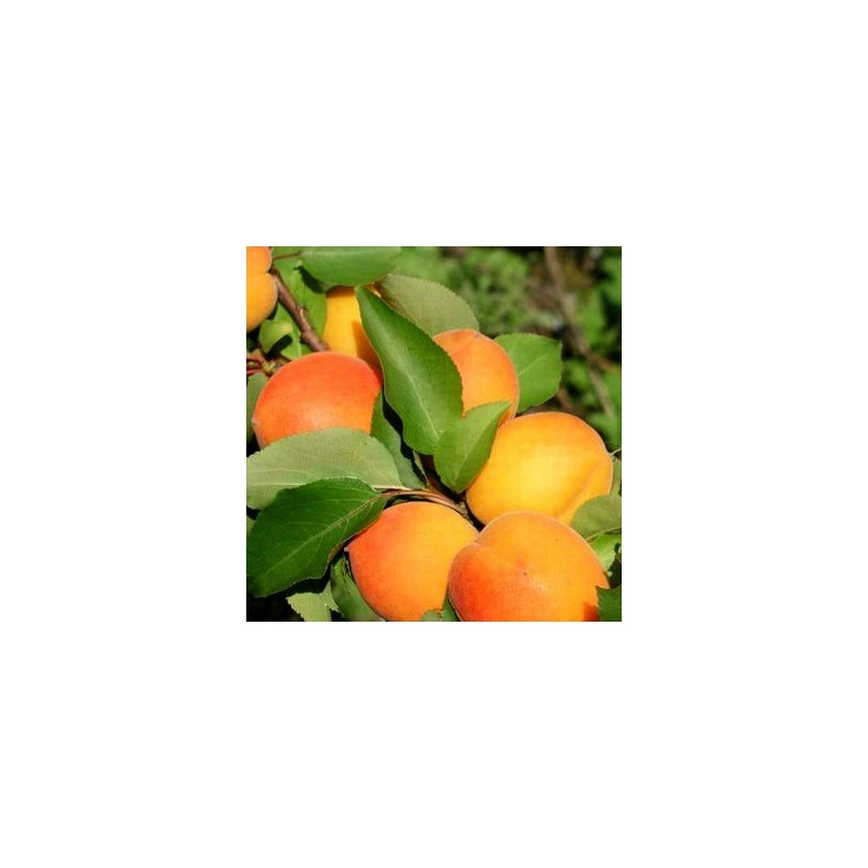 Aprikoze ,,Somo,, /prunus armeniaca/- 140-160 cm