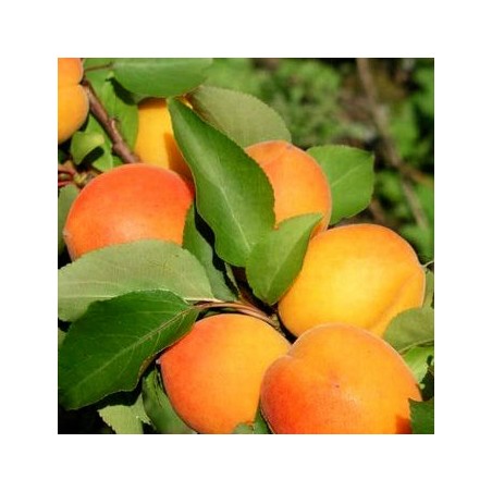 Aprikoze ,,Somo,, /prunus armeniaca/- 140-160 cm