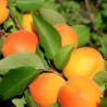 Aprikoze ,,Somo,, /prunus armeniaca/- 140-160 cm