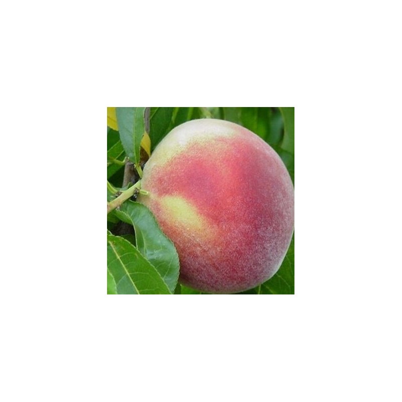 Persiks "Ševčenko" /Prunus persica/ - 140-160 cm.