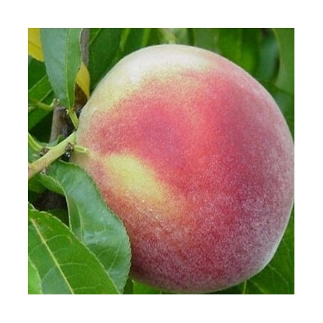 Persiks "Ševčenko" /Prunus persica/ - 140-160 cm.