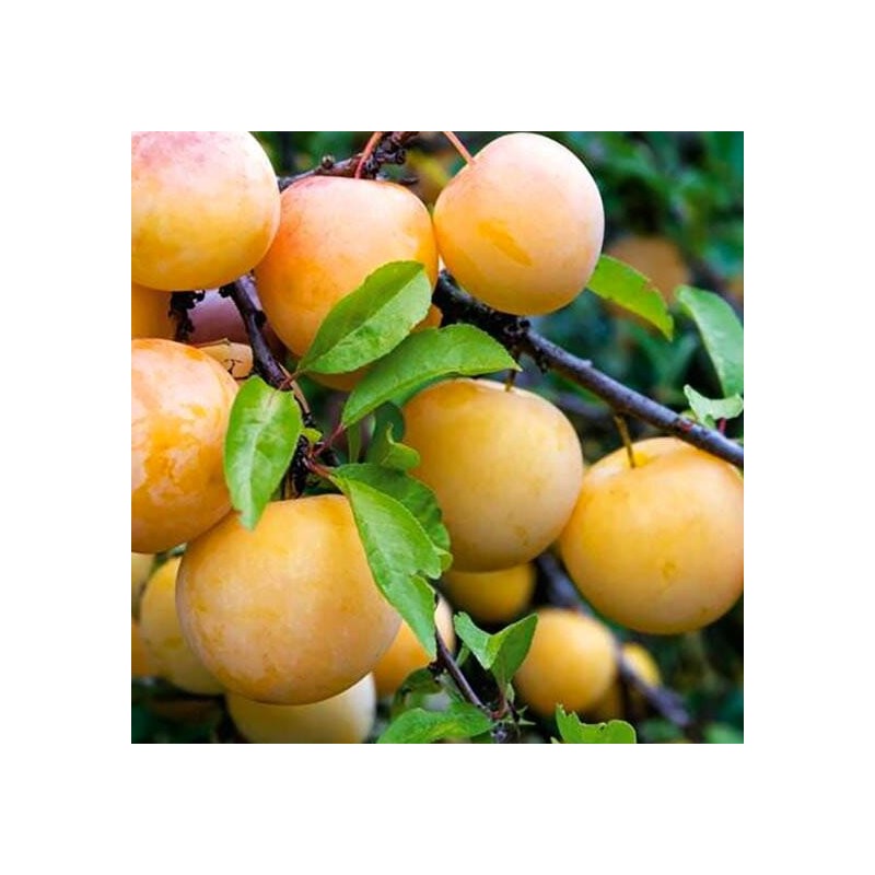 Japanas plūme "Zolta Afaska" /Prunus salicina/ - 140-160 cm