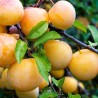 Japanas plūme "Zolta Afaska" /Prunus salicina/ - 140-160 cm