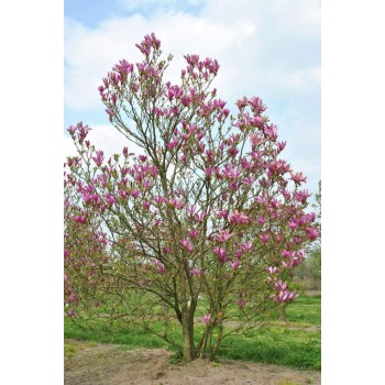Magnolija 'Susan' /Magnolia/ 50-70 cm, C3 kont.