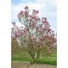 Magnolija 'Susan' /Magnolia/ 50-70 cm, C3 kont.