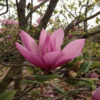 Magnolija 'Susan'...