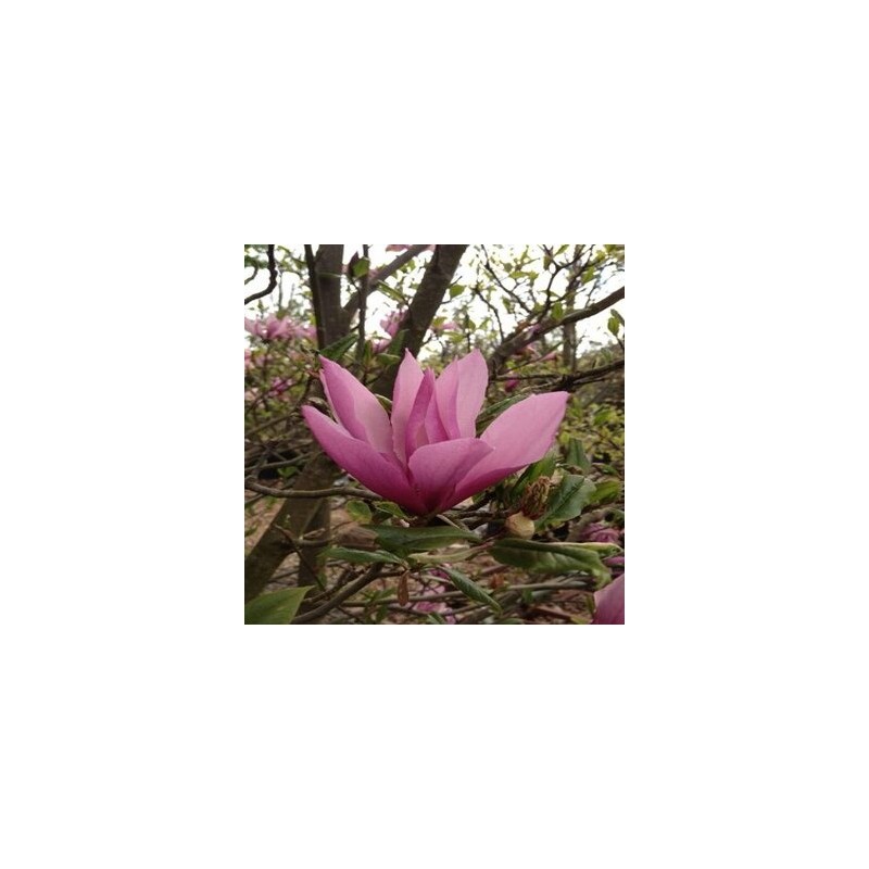 Magnolija 'Susan' /Magnolia/ 50-70 cm, C3 kont.