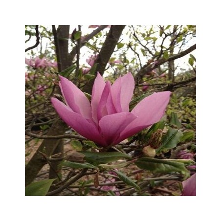 Magnolija 'Susan' /Magnolia/ 50-70 cm, C3 kont.