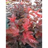 Irbeņlapu fizokarps ,,Little Angel,, /Physocarpus opulifolius/- C2,5 kont.