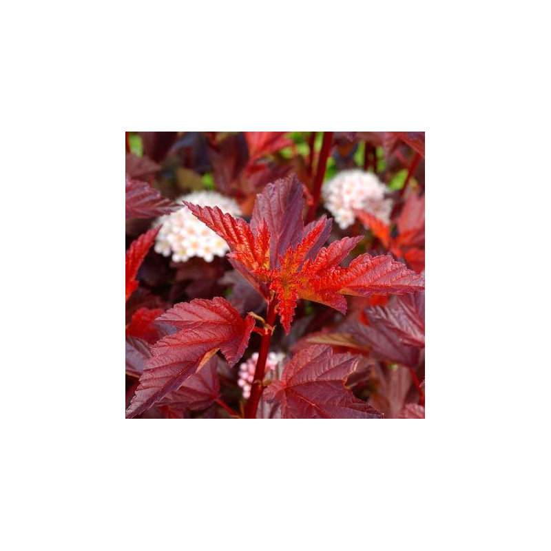 Irbeņlapu fizokarps ,,Little Angel,, /Physocarpus opulifolius/- C2,5 kont.