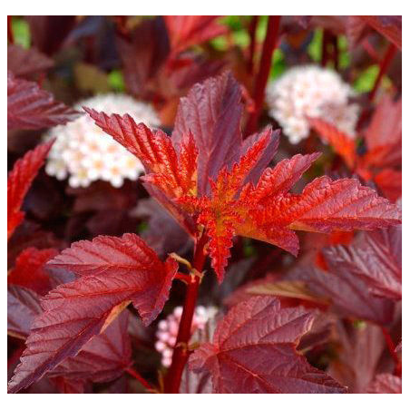 Irbeņlapu fizokarps ,,Little Angel,, /Physocarpus opulifolius/- C2,5 kont.