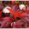 Irbeņlapu fizokarps ,,Little Angel,, /Physocarpus opulifolius/- C2,5 kont.