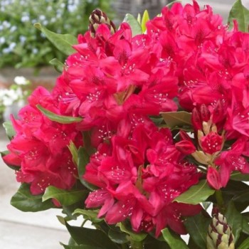 Rododendrs ,,Nova Zembla,,-...
