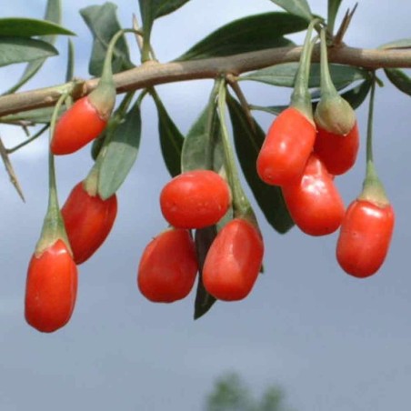 Gojis, paprastasis /lycium barbarum/ - C3 kont.