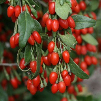 Godži ,,Little Goji,,- C3...