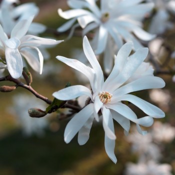 Zvaigžņu magnolija /magnolia stellata/ - 50-70 cm