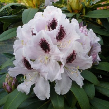 Rododendrs ,,Calsap,, /rhododendron/ - C3 kont.