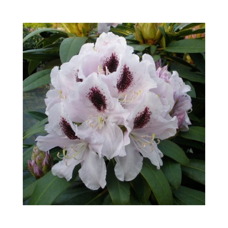 Rododendrs ,,Calsap,, /rhododendron/ - C3 kont.