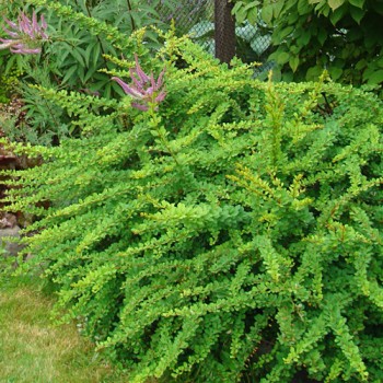 Tunberga bārbele "Green ornament" /berberis thunbergii/ C3 Kont.