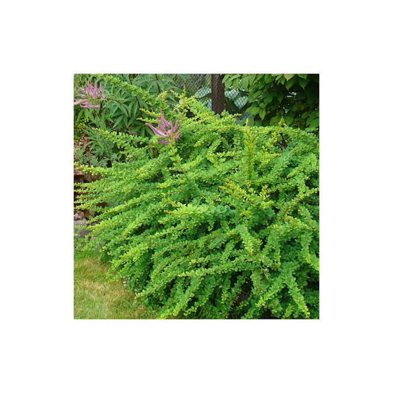 Tunberga bārbele "Green ornament" /berberis thunbergii/ C4 Kont.