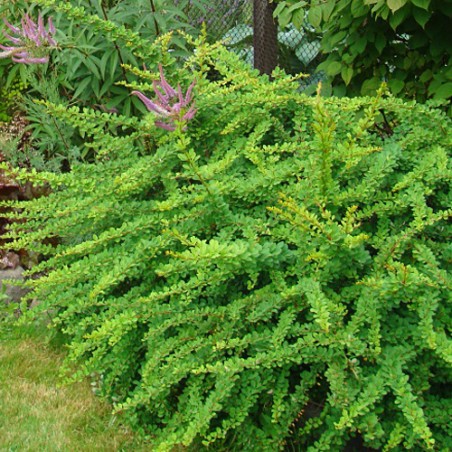 Tunberga bārbele "Green ornament" /berberis thunbergii/ C4 Kont.