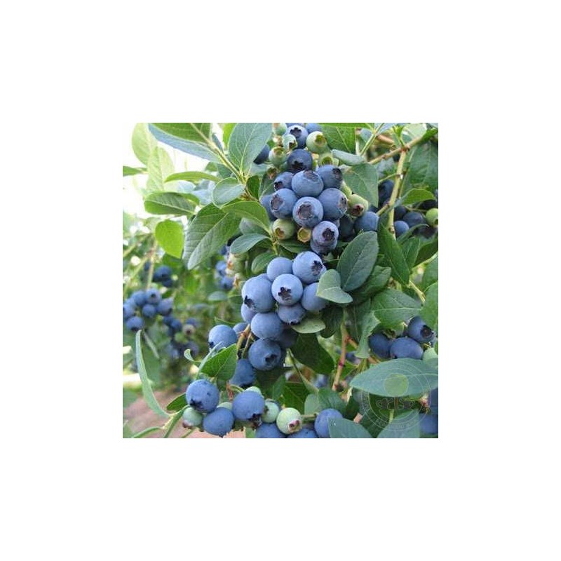 Krūmmellene ,,Sierra,, /Vaccinium corymbosum/ - C2,5 kont.