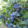 Krūmmellene ,,Sierra,, /Vaccinium corymbosum/ - C2,5 kont.