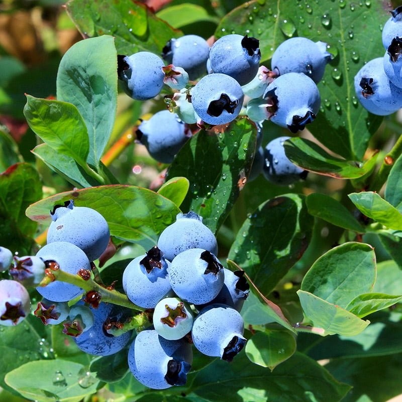 Krūmmellene ,,Toro,, /Vaccinium corymbosum/ - C2,5 kont.