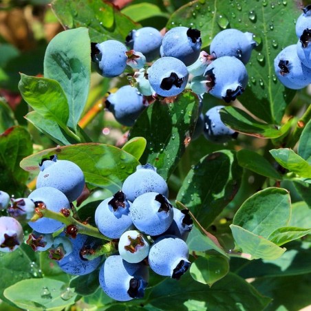Krūmmellene ,,Toro,, /Vaccinium corymbosum/ - C2,5 kont.