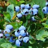 Krūmmellene ,,Toro,, /Vaccinium corymbosum/ - C2,5 kont.