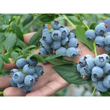 Krūmmellene ,,Toro,, /Vaccinium corymbosum/ - C2,5 kont.