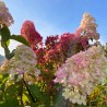 Skarainā hortenzija ,,Fraise Melba,, /Hydrangea paniculata/ - C5 kont.