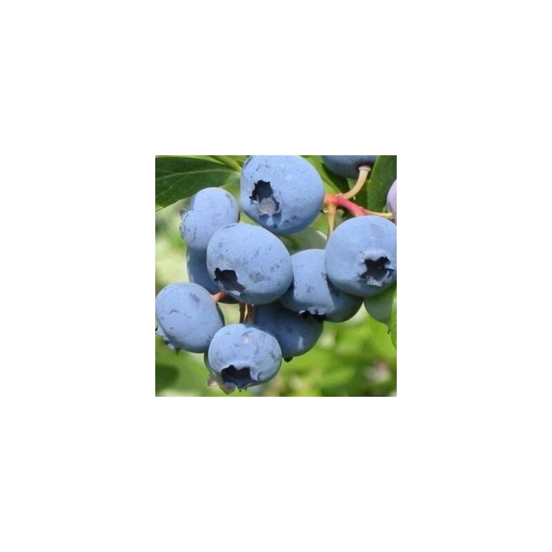 Krūmmellene ,,Herbert,, /Vaccinium corymbosum/ - C10 kont.