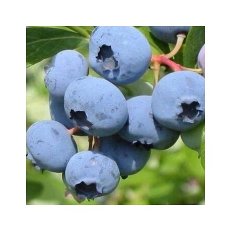 Krūmmellene ,,Herbert,, /Vaccinium corymbosum/ - C10 kont.
