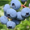 Krūmmellene ,,Herbert,, /Vaccinium corymbosum/ - C10 kont.