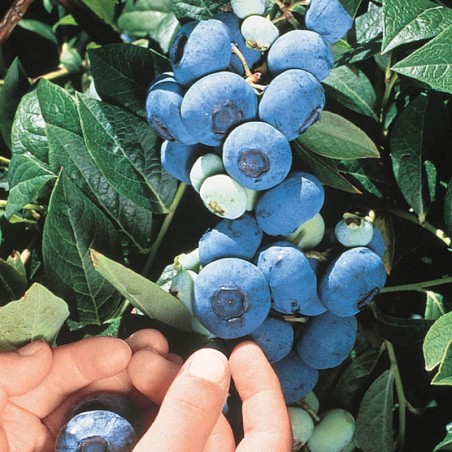 Krūmmellene ,,Chandler,, /Vaccinium corymbosum/ - C10 kont.