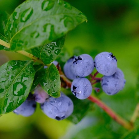 Krūmmellene ,,Darrow,, /Vaccinium corymbosum/ - C10 kont.