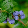 Krūmmellene ,,Darrow,, /Vaccinium corymbosum/ - C10 kont.