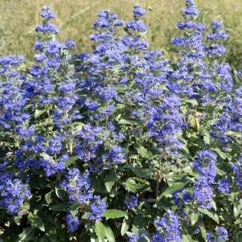 Zilbārde "Grand Bleu"...