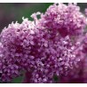 Ķīnas ceriņš 'Saugeana' /Syringa x chinensis/- C3 kont.